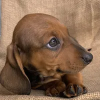 Gizmo~ Snuggly Boy~!, a male Miniature Dachshund for sale in Sarcoxie, MO – Photo 1 of 10