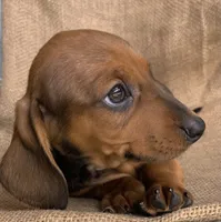 Gizmo~ Snuggly Boy~!, a male Miniature Dachshund for sale in Sarcoxie, MO – Photo 1 of 10