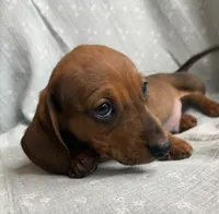 Gizmo~ Snuggly Boy~!, a male Miniature Dachshund for sale in Sarcoxie, MO – Photo 10 of 10