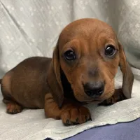 Gizmo~ Snuggly Boy~!, a male Miniature Dachshund for sale in Sarcoxie, MO – Photo 9 of 10