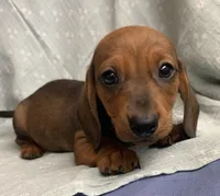 Gizmo~ Snuggly Boy~!, a male Miniature Dachshund for sale in Sarcoxie, MO – Photo 9 of 10