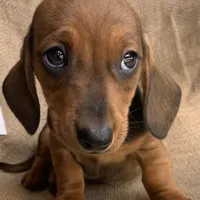 Gizmo~ Snuggly Boy~!, a male Miniature Dachshund for sale in Sarcoxie, MO – Photo 8 of 10