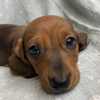 Gizmo~ Snuggly Boy~!, a male Miniature Dachshund for sale in Sarcoxie, MO – Photo 7 of 10