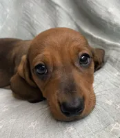 Gizmo~ Snuggly Boy~!, a male Miniature Dachshund for sale in Sarcoxie, MO – Photo 7 of 10