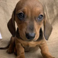 Gizmo~ Snuggly Boy~!, a male Miniature Dachshund for sale in Sarcoxie, MO – Photo 4 of 10