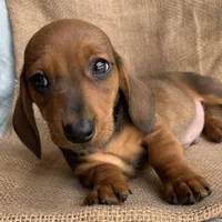 Gizmo~ Snuggly Boy~!, a male Miniature Dachshund for sale in Sarcoxie, MO – Photo 2 of 10