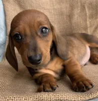 Gizmo~ Snuggly Boy~!, a male Miniature Dachshund for sale in Sarcoxie, MO – Photo 2 of 10