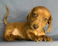 Fun Lil’ Chip, a male Miniature Dachshund for sale in Sarcoxie, MO – 10 of 10
