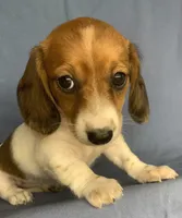 Petite Darling~~Chloe~!!!, a female Miniature Dachshund for sale in Sarcoxie, MO – 7 of 10