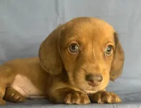Little Snuggler~Chester~!!!, a male Miniature Dachshund for sale in Sarcoxie, MO – 7 of 10