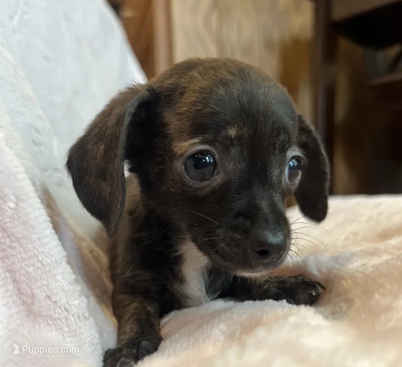 Baby Beatrice – Chiweenie puppy for sale in Sarcoxie, MO