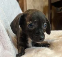 Baby Beatrice, a female Chiweenie for sale in Sarcoxie, MO – 1 of 7