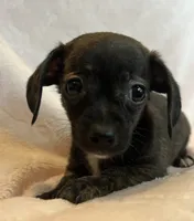 Baby Beatrice, a female Chiweenie for sale in Sarcoxie, MO – 3 of 7