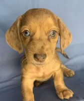 Happy Lil’ Chucky~!!!, a male Miniature Dachshund for sale in Sarcoxie, MO – 4 of 10