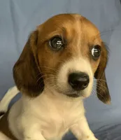 Petite Darling~~Chloe~!!!, a female Miniature Dachshund for sale in Sarcoxie, MO – 4 of 10