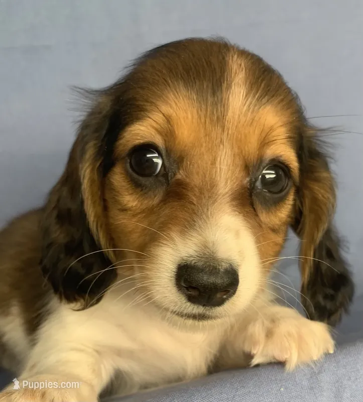 Little Chico~So much Fun!!! – Miniature Dachshund puppy for sale in Sarcoxie, MO