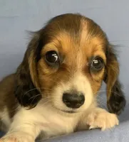 Little Chico~So much Fun!!!, a male Miniature Dachshund for sale in Sarcoxie, MO – 1 of 10