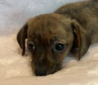 Super Fun Bella~!, a female Chiweenie for sale in Sarcoxie, MO – 6 of 8