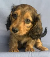 Charlie~Sweet Boy~!, a  Miniature Dachshund for sale in Sarcoxie, MO – 7 of 10