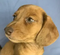 Fun Lil’ Chip, a male Miniature Dachshund for sale in Sarcoxie, MO – 5 of 10