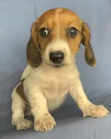 Petite Darling~~Chloe~!!!, a female Miniature Dachshund for sale in Sarcoxie, MO – 8 of 10