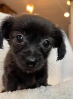 Tiny Lil’ Beau~!, a male Chiweenie for sale in Sarcoxie, MO – 1 of 7