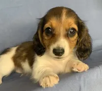 Little Chico~So much Fun!!!, a male Miniature Dachshund for sale in Sarcoxie, MO – 9 of 10