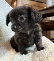 Tiny Lil’ Beau~!, a male Chiweenie for sale in Sarcoxie, MO – 3 of 7