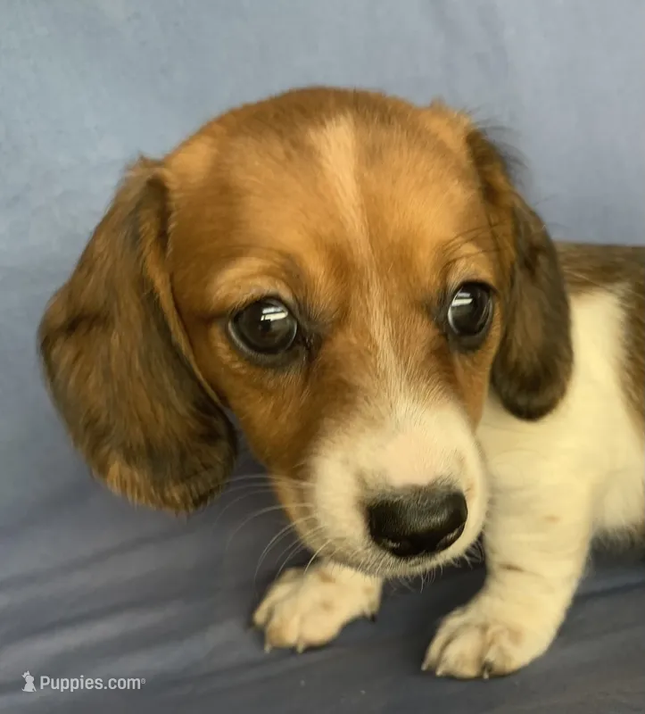 Petite Darling~~Chloe~!!! – Miniature Dachshund puppy for sale in Sarcoxie, MO