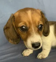 Petite Darling~~Chloe~!!!, a female Miniature Dachshund for sale in Sarcoxie, MO – 1 of 10