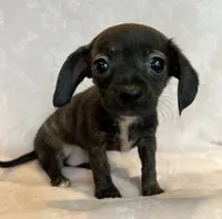 Baby Beatrice, a female Chiweenie for sale in Sarcoxie, MO – 6 of 7