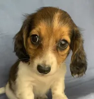 Little Chico~So much Fun!!!, a male Miniature Dachshund for sale in Sarcoxie, MO – 6 of 10