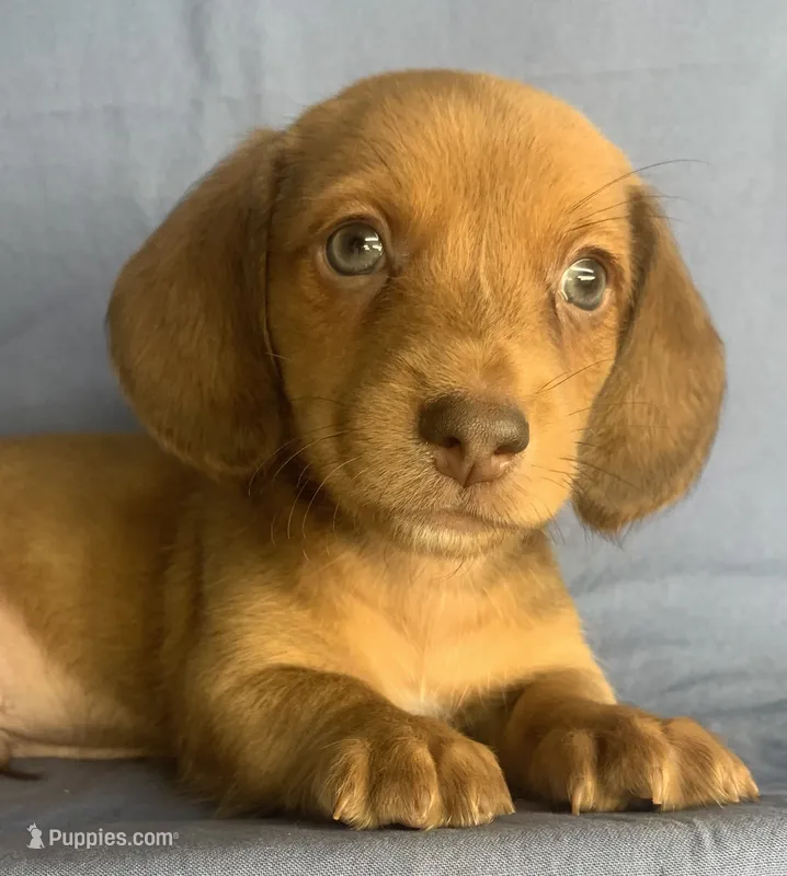 Little Snuggler~Chester~!!! – Miniature Dachshund puppy for sale in Sarcoxie, MO