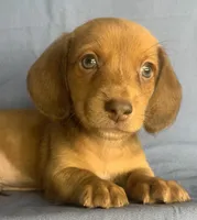 Little Snuggler~Chester~!!!, a male Miniature Dachshund for sale in Sarcoxie, MO – 1 of 10