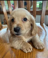 Gorgeous Brie ~!, a female Miniature Dachshund for sale in Sarcoxie, MO – Photo 8 of 9