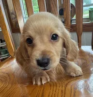 Gorgeous Brie ~!, a female Miniature Dachshund for sale in Sarcoxie, MO – Photo 3 of 9