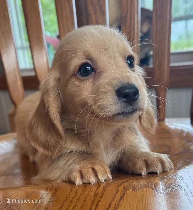 Gorgeous Brie ~! – Miniature Dachshund puppy for sale in Sarcoxie, MO
