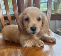 Gorgeous Brie ~!, a female Miniature Dachshund for sale in Sarcoxie, MO – Photo 9 of 9