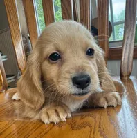 Gorgeous Brie ~!, a female Miniature Dachshund for sale in Sarcoxie, MO – Photo 5 of 9