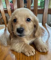 Gorgeous Brie ~!, a female Miniature Dachshund for sale in Sarcoxie, MO – Photo 7 of 9