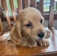 Gorgeous Brie ~!, a female Miniature Dachshund for sale in Sarcoxie, MO – Photo 6 of 9