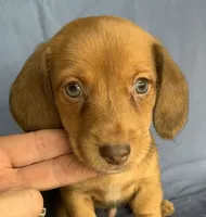 Little Snuggler~Chester~!!!, a male Miniature Dachshund for sale in Sarcoxie, MO – 2 of 10