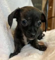 Baby Beatrice, a female Chiweenie for sale in Sarcoxie, MO – 4 of 7