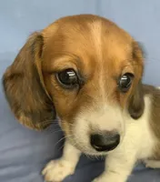 Petite Darling~~Chloe~!!!, a female Miniature Dachshund for sale in Sarcoxie, MO – 5 of 10