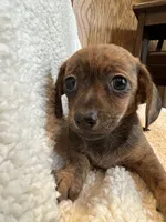 Super Fun Bella~!, a female Chiweenie for sale in Sarcoxie, MO – 4 of 8