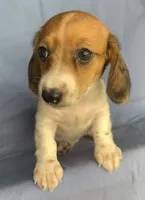 Petite Darling~~Chloe~!!!, a female Miniature Dachshund for sale in Sarcoxie, MO – 10 of 10