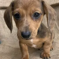 Baby Griffin~Dapple~!, a male Miniature Dachshund for sale in Sarcoxie, MO – Photo 4 of 10