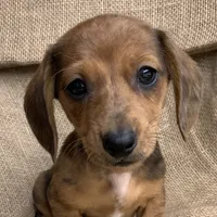 Baby Griffin~Dapple~!, a male Miniature Dachshund for sale in Sarcoxie, MO – Photo 6 of 10