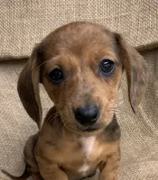 Baby Griffin~Dapple~!, a male Miniature Dachshund for sale in Sarcoxie, MO – Photo 6 of 10