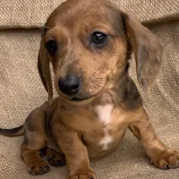 Baby Griffin~Dapple~!, a male Miniature Dachshund for sale in Sarcoxie, MO – Photo 9 of 10
